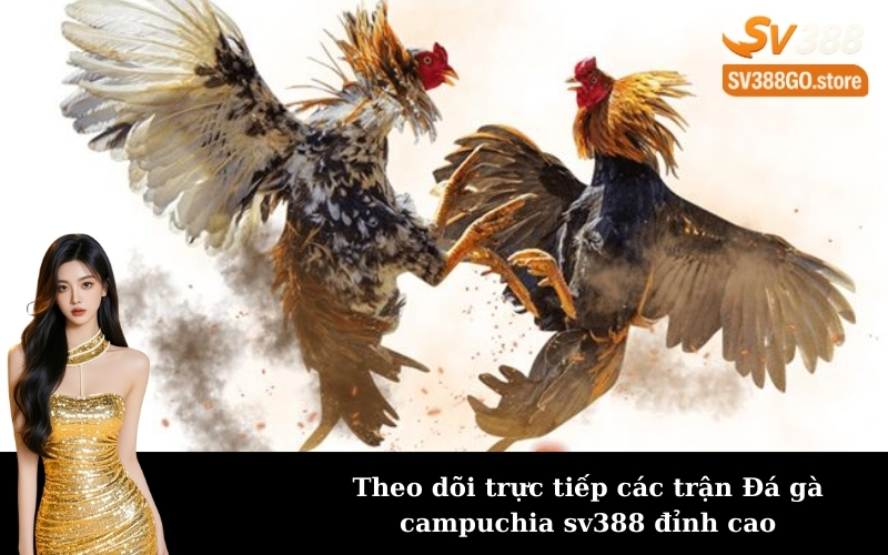 Theo dõi trực tiếp các trận Đá gà campuchia sv388 đỉnh cao